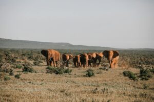 Lewa Wildlife Conservancy