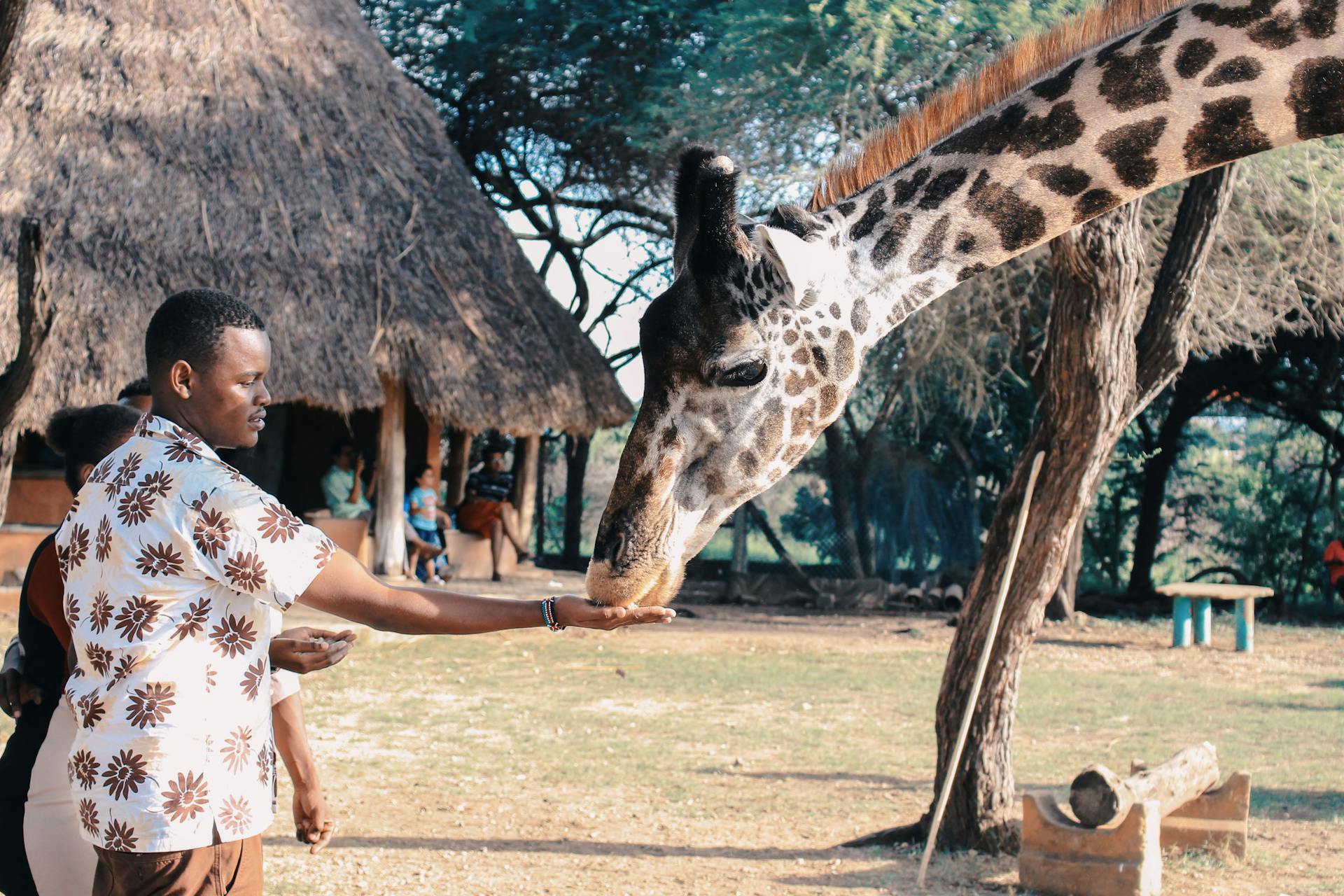 Giraffe Centre