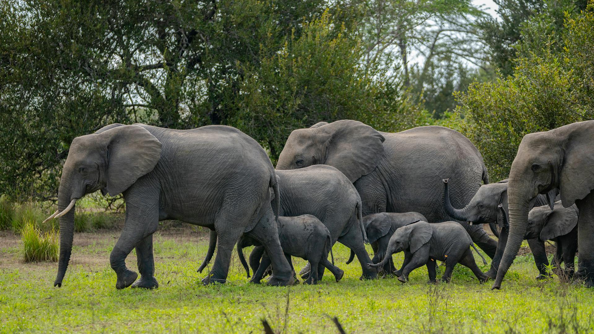 Selous elephants Tanzania