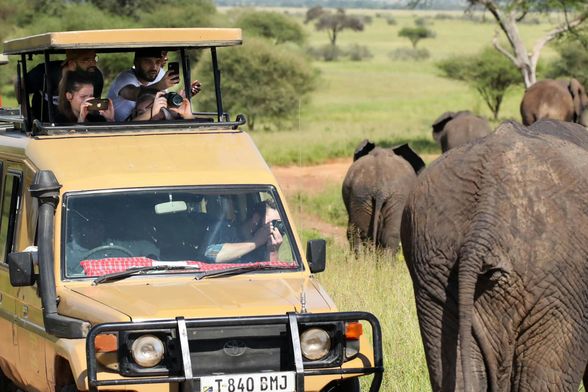 Tarangire National Park elephants