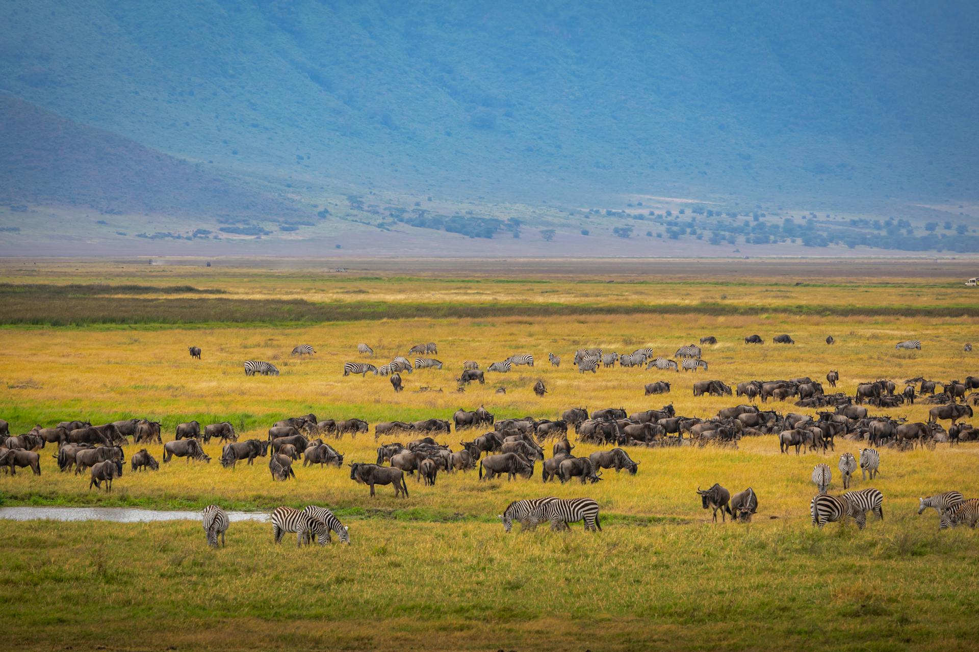 Ngorongoro Crater Tanzania