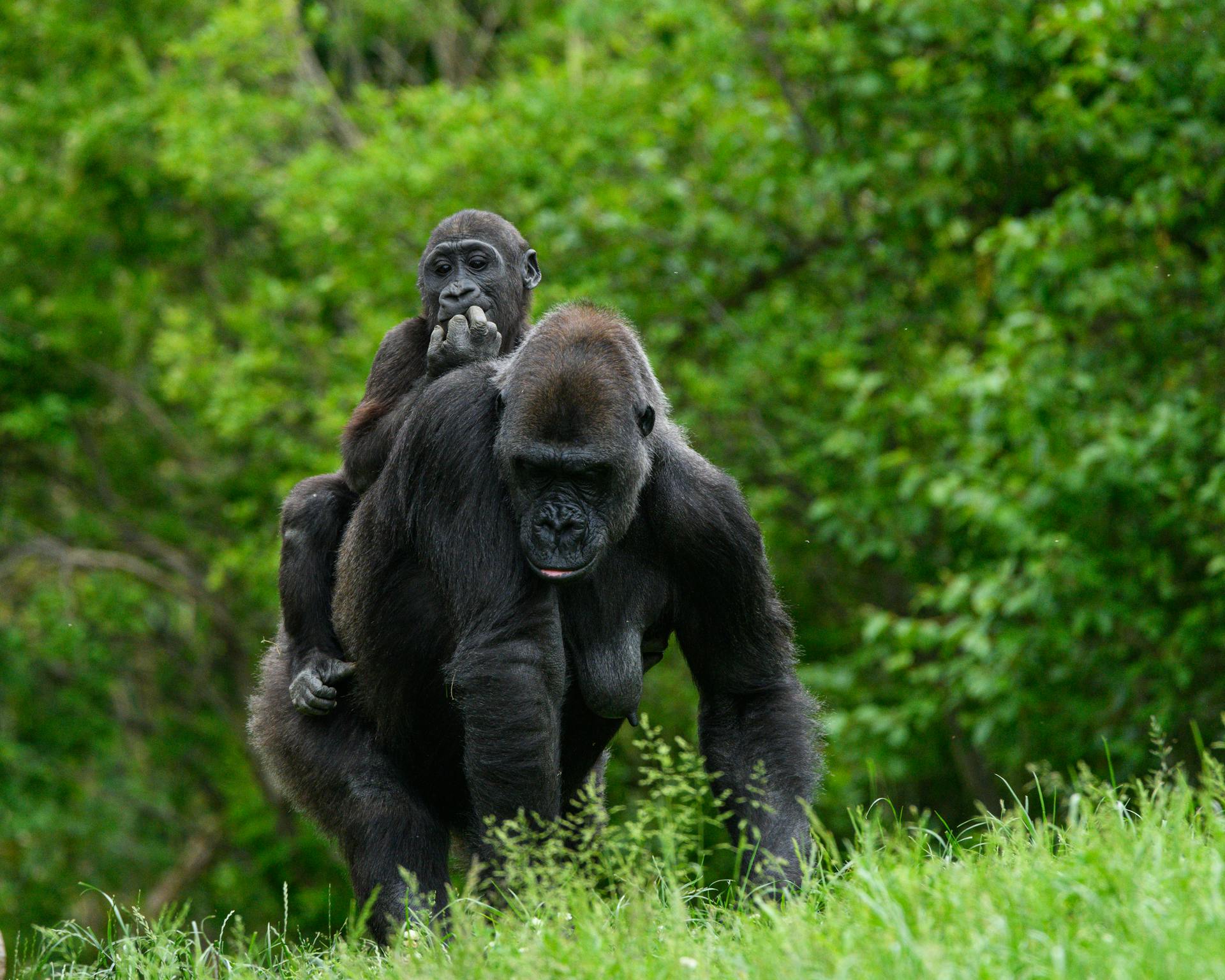 Mother Gorilla with child on her back at Bwindi Impenetrable Forest