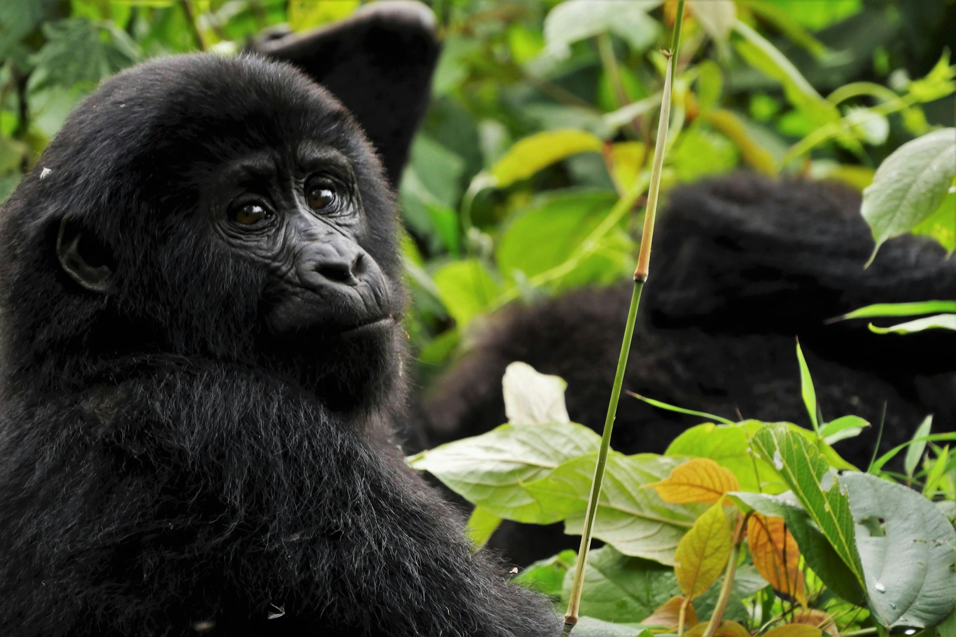Uganda's Mountain Gorilla at Bwindi Impenetrable Forest