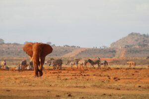 Amboseli National Park