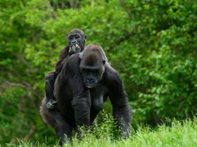 Mother-Gorilla-with-Baby-in-Bwindi-Impenetrable-Forest-768x614