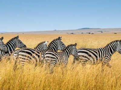 Untitled (400 x 400 px) (1)