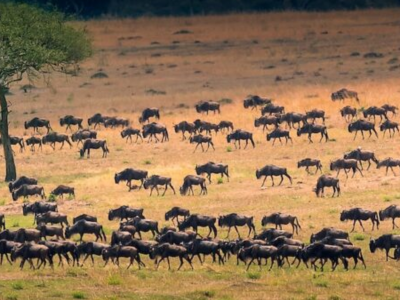 Untitled (400 x 400 px) (1)