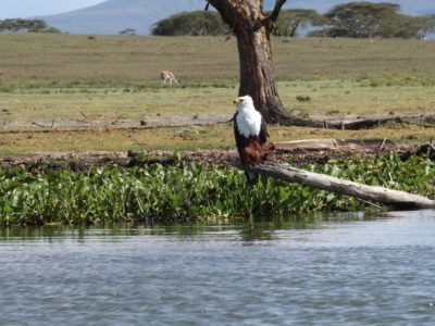 lake-nakuru-african-fish-eagle-lg-768x512